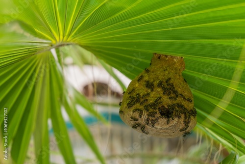 PANAL DE ABEJAS NEGRAS