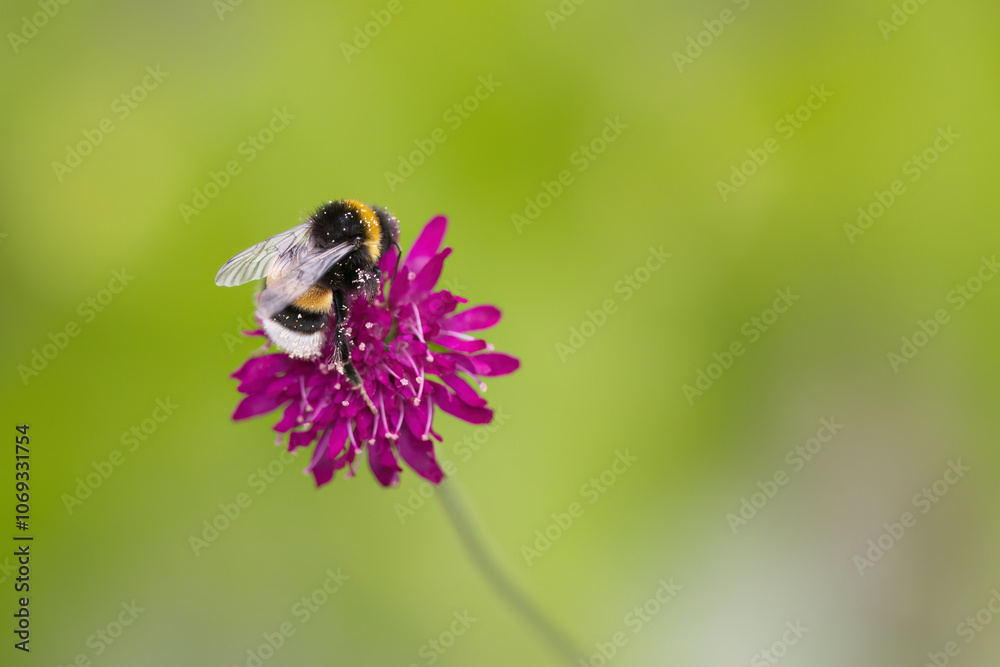 Close-up Knautia Macedonia with a bumblebee, close-up bumblebee with green background, bumblebee with pollen dust, beautiful magenta-coloured flower with insect, magenta flower Close-up Knautia Macedonia with a bumblebee, close-up bumblebee with green background, bumblebee with pollen dust, beautiful magenta-coloured flower with insect, magenta flower