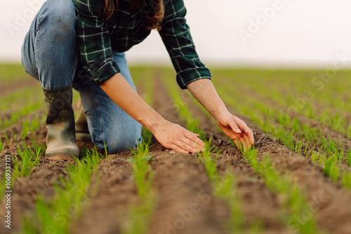 Female hand touching green leaves of young wheat in the field close-up. Farmer examines future wheat harvest. Concept of natural farming, agriculture.