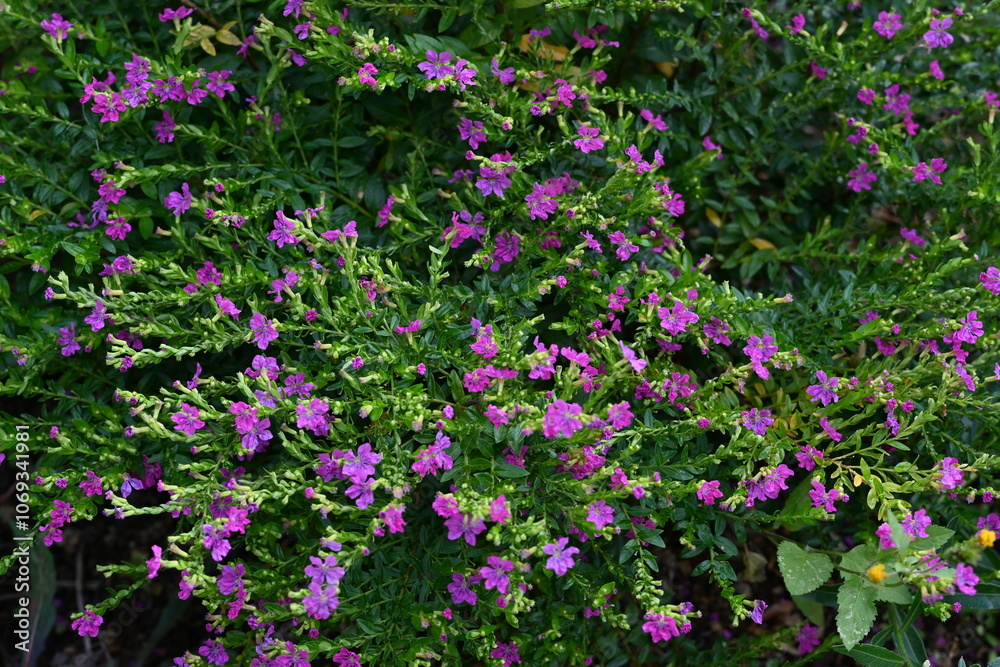 Cuphea hyssopifolia (False heather) flowers. Lythraceae evergreen shrub native to Central America. Six-petal purple-red flowers bloom from May to November. Cuphea hyssopifolia (False heather) flowers. Lythraceae evergreen shrub native to Central America. Six-petal purple-red flowers bloom from May to November.