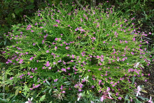 Fotografie Cuphea hyssopifolia (False heather) flowers