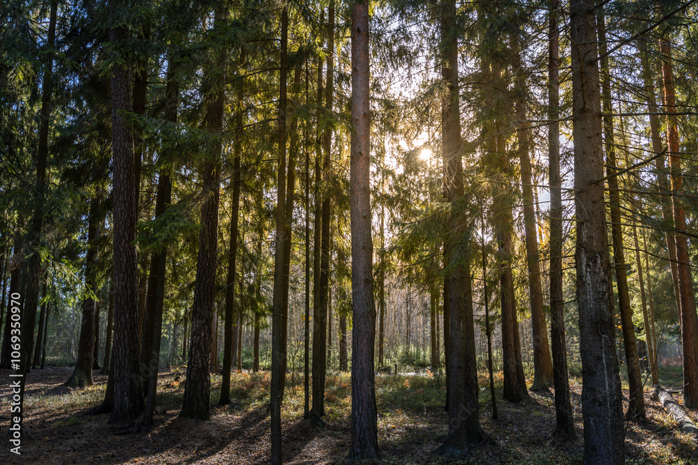 A forest with trees in the foreground and background A forest with trees in the foreground and background