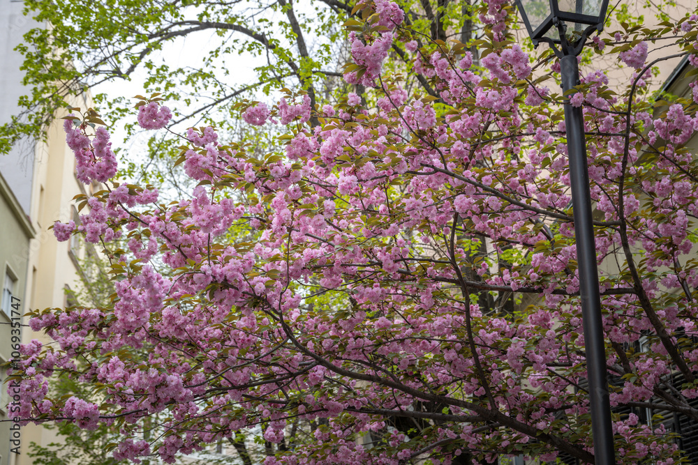 Tree with pink flowers is in front of a building Tree with pink flowers is in front of a building