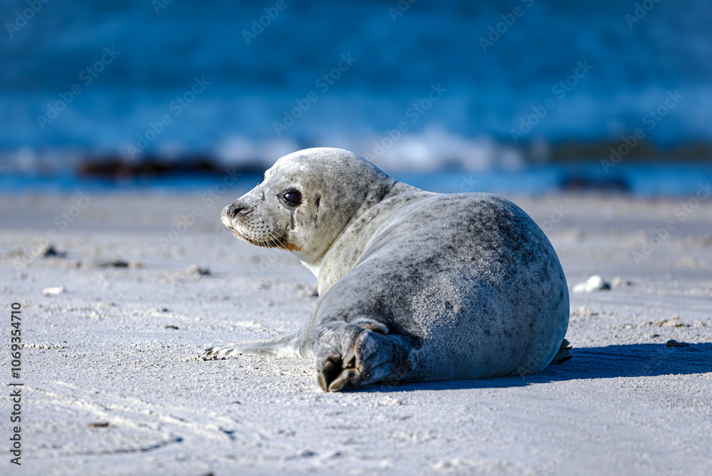 Naklejka premium seal on the beach