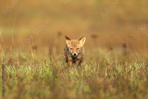 Obraz na płótnie Young puppy of red fox (Vulpes vulpes) looking for prey on summer meadow. Natural scene from Czech wildlife. w salonie