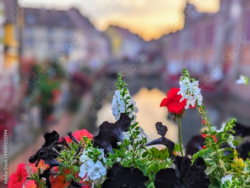 Beautiful white and red flowers in colmar france