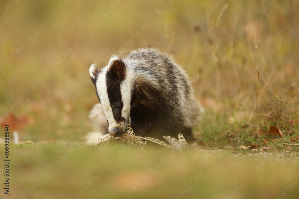 European badger, Meles meles, eat something on summer meadow. Cute wild animal in summer afternoon. Wildlife scene from nature