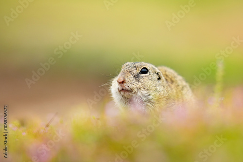 Obraz na płótnie European ground squirrel in the flowering grass. Spermophilus citellus Wildlife scene from nature. Ground squirrel on blossom meadow. Czech republic w salonie