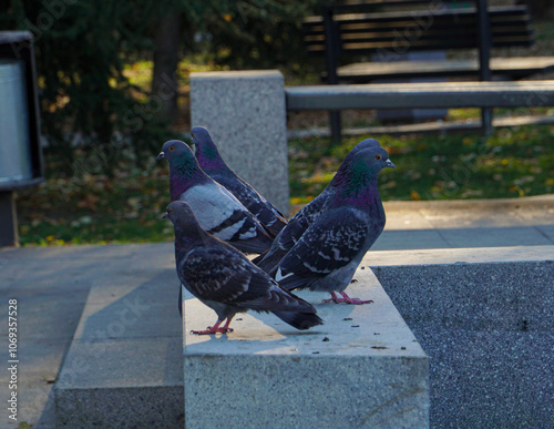 pigeons in the city park, urban concept photo