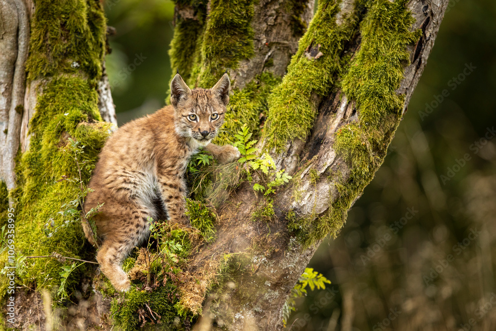 Eurasia lynx (Lynx lynx) kitten playing on messed tree in sunny autumn day, Czech republic