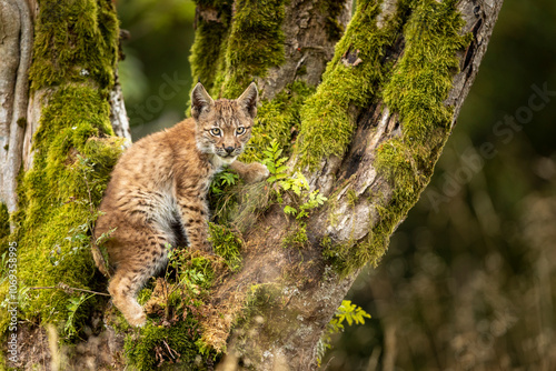 Obraz na płótnie Eurasia lynx (Lynx lynx) kitten playing on messed tree in sunny autumn day, Czech republic w salonie