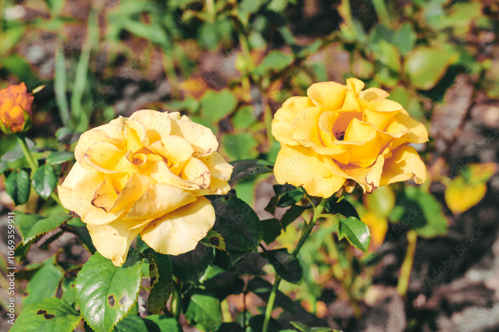 Two bright yellow roses bloom in a garden, warm sunlight and colors. Flowers with delicate petals, decorative design element. Beautiful fresh nature, summer season Two bright yellow roses bloom in a garden, warm sunlight and colors. Flowers with delicate petals, decorative design element. Beautiful fresh nature, summer season