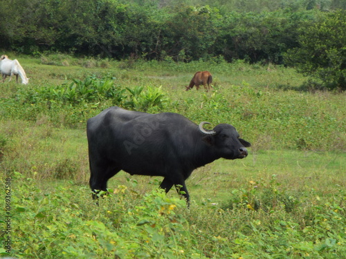 Ilha do Marajo, Amazonia, Brasil photo