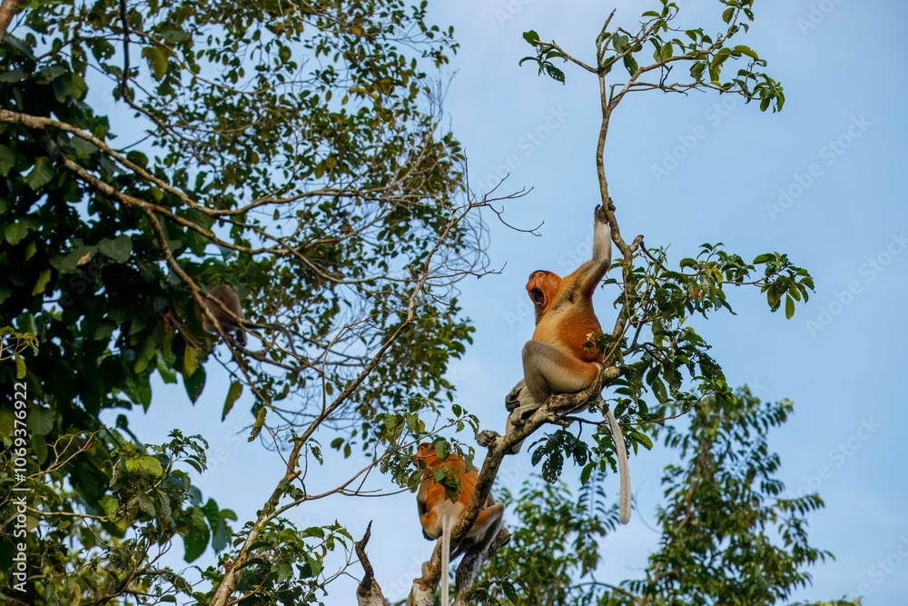 Photography Male proboscis monkey issuing verbal warning