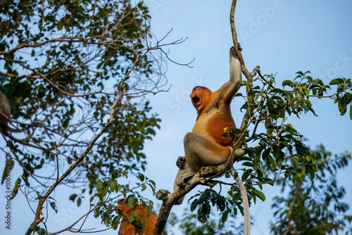 Canvas Print Alarmed proboscis monkey