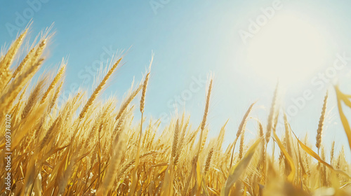 A golden cornfield swaying gently in the breeze under a clear blue sky during the harvest season.