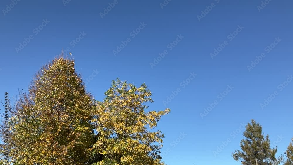 Leaves floating in air from Linden, Tilia and Black locust, Robinia pseudoacacia trees with orange and yellow autumn colors and branches moved by wind on sunny, windy weather with blue sky. Leaves floating in air from Linden, Tilia and Black locust, Robinia pseudoacacia trees with orange and yellow autumn colors and branches moved by wind on sunny, windy weather with blue sky.