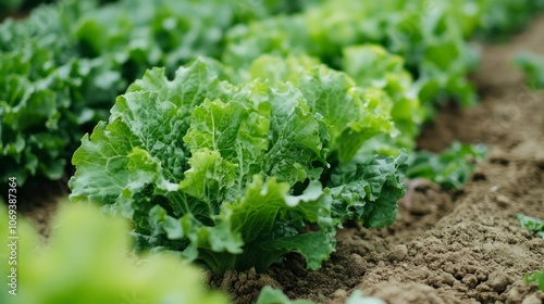 Close-up view of a green lettuce plantation. 