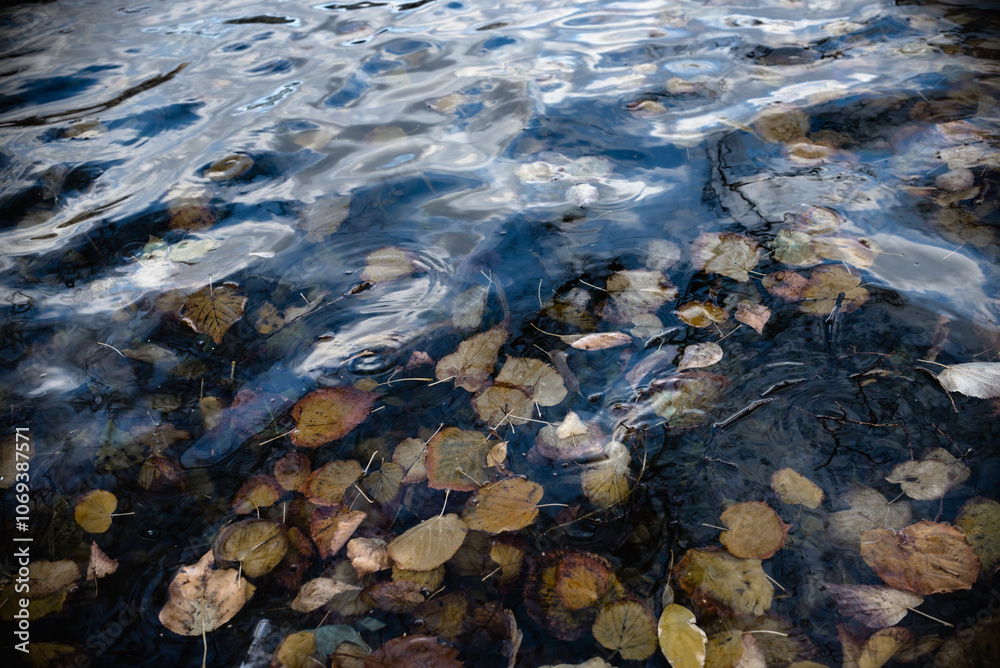 fallen leaves on the water, autumn background fallen leaves on the water, autumn background