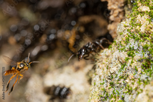 Tetragonisca angustula hoovering honeycomb while being raided by Lestrimelitta limao