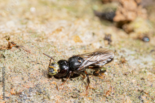 Lestrimelitta limao resting with heads of of T. angustula biting an antenna and a leg