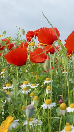 red poppy flowers