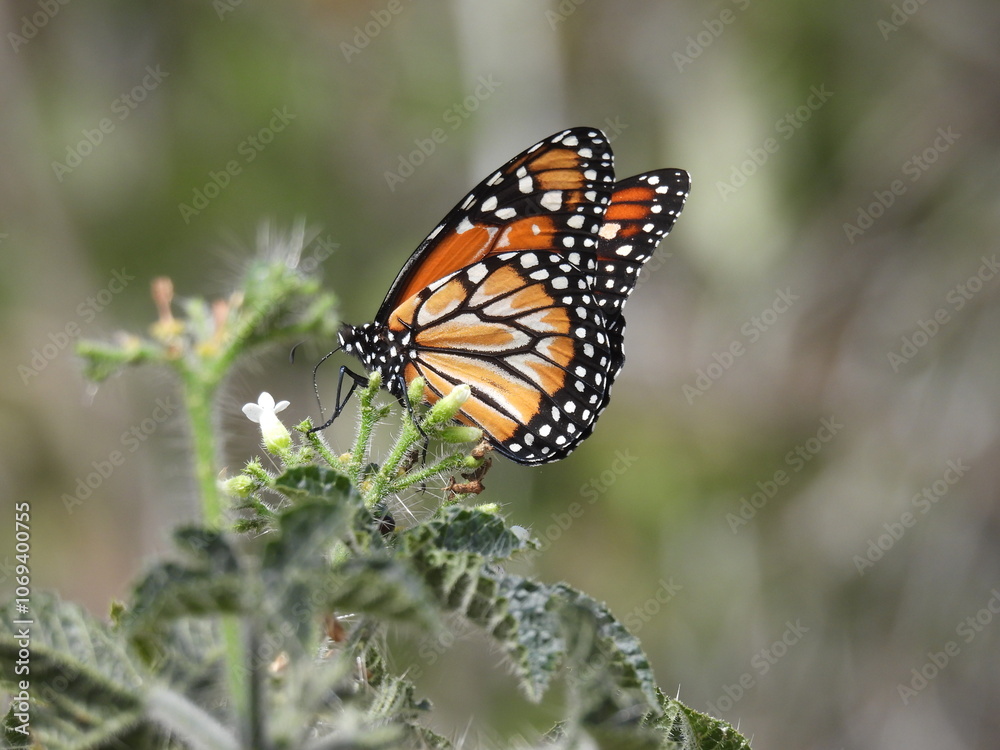 Obraz premium Borboleta Monarca