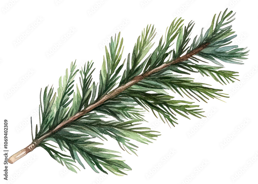PNG Pine leaf illustration watercolor art.