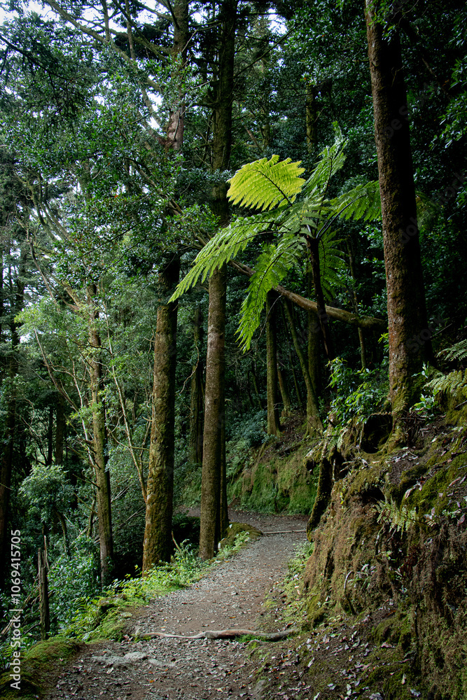 Fototapeta premium Green luxury. Forests and Waterfalls
