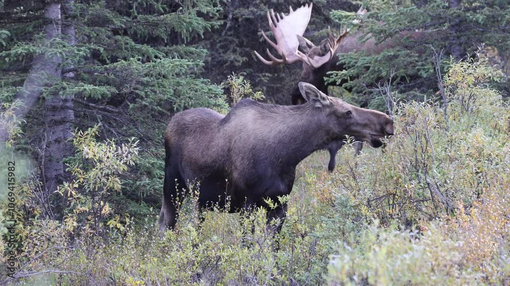 Alaska Yukon Bull and Cow Moose Rutting in Denali National Park Alaska in Autumn Alaska Yukon Bull and Cow Moose Rutting in Denali National Park Alaska in Autumn