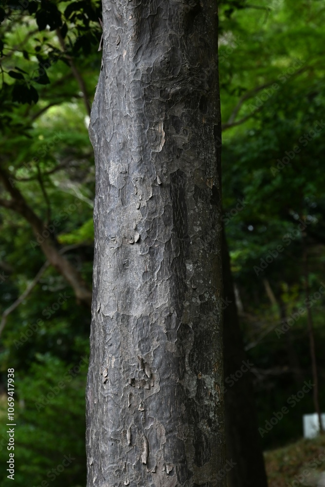 Nageia nagi (Asian bayberry) tree. A Podocarpaceae evergreen tree native to Japan. A rare dioecious gymnosperm. In Japan, it is often planted as a sacred tree in the precincts of shrines. Nageia nagi (Asian bayberry) tree. A Podocarpaceae evergreen tree native to Japan. A rare dioecious gymnosperm. In Japan, it is often planted as a sacred tree in the precincts of shrines.