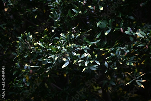 Nageia nagi (Asian bayberry) tree. A Podocarpaceae evergreen tree native to Japan. A rare dioecious gymnosperm. In Japan, it is often planted as a sacred tree in the precincts of shrines. photo