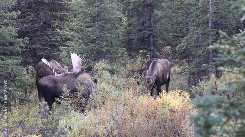 Alaska Yukon Bull and Cow Moose Rutting in Denali National Park Alaska in Autumn