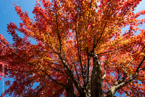 red autumn leaves