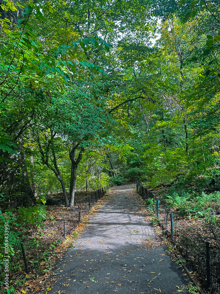 Obraz premium path in the woods