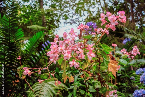 A vibrant close-up of delicate pink flowers surrounded by lush greenery, showcasing the beauty of nature in a tropical setting.