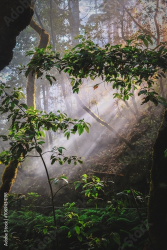 Levada dos Balcoes, Madeira - A captivating view of a misty forest with lush greenery and soft rays of sunlight filtering through the trees.