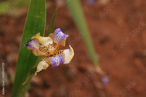 Jardim
