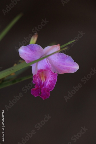 Flor