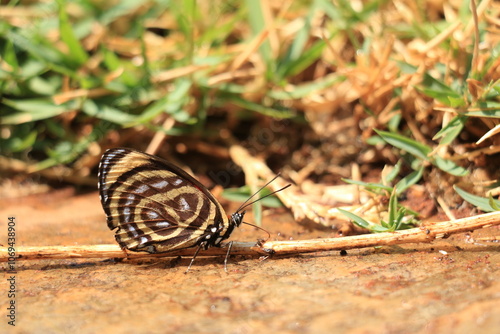 Borboleta