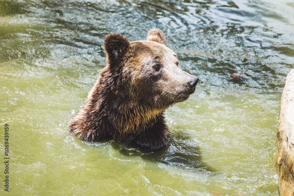 Wild Bear Cooling Off in a Serene River Wild Bear Cooling Off in a Serene River