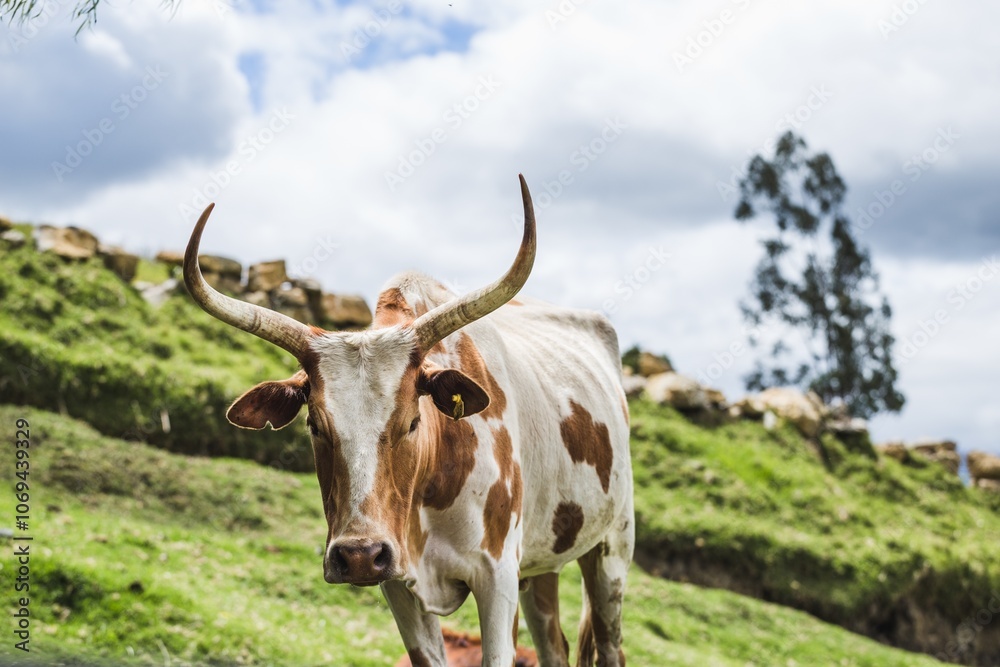 Majestic Longhorn Cow Grazing in the Countryside Majestic Longhorn Cow Grazing in the Countryside