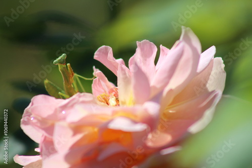 Praying Mantis in Rose photo