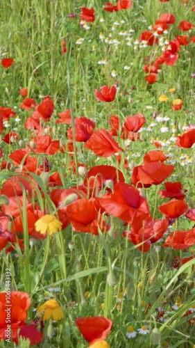 red poppies in the garden
