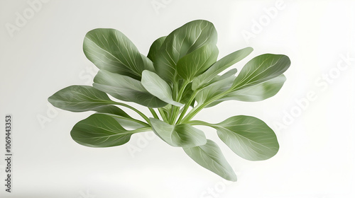 A bunch of fresh green bok choy leaves isolated on a white background.