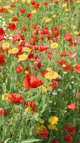 red poppy flowers