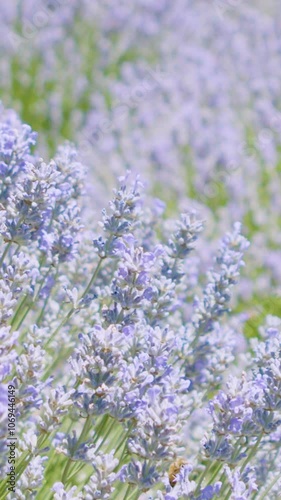 lavender flowers in the garden