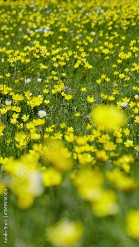 yellow dandelions in the grass