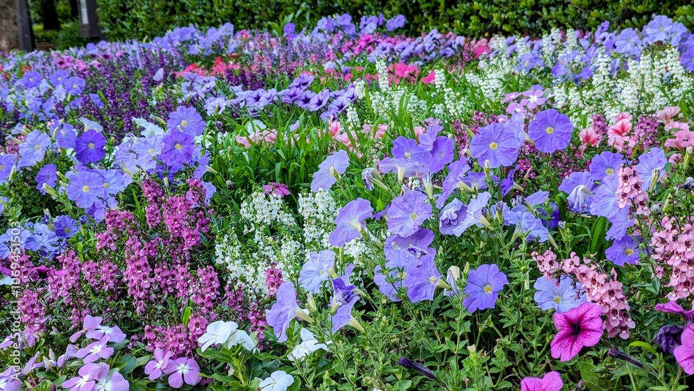Obraz premium 初夏の日比谷公園にある花壇 5月から6月への移り変わりを告げる紫の花々