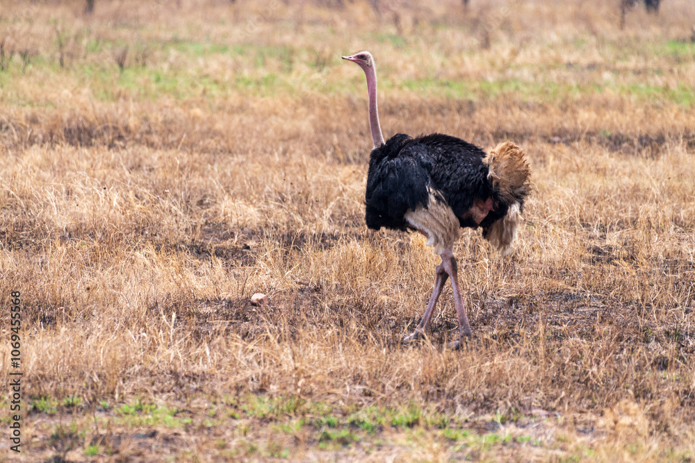 Naklejka premium Telephoto of a Male Somali Ostriche - Struthio molybdophanes- in the Serengeti, Tanzania